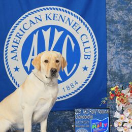 Mia - Labrador Retriever