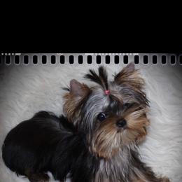 Yorkshire Terrier Puppies from Tinseltown Yorkies
