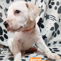 Barrel (Orange Collar) LUA - White and lemon male Dalmatian puppy in Raymondville, Missouri from Wagner's Dalmatian's