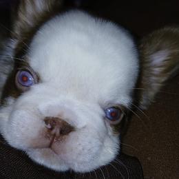 French Bulldogs from Dar' s Felicitous Frenchies