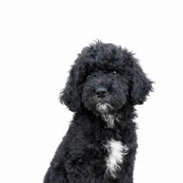 Hazel - Parti female Goldendoodle puppy in Warrensburg, Missouri from Supreme Doodles