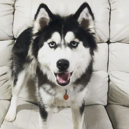 Siberian Huskies from Sarah Gordon's Siberian Huskies