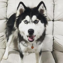 Siberian Huskies from Sarah Gordon's Siberian Huskies