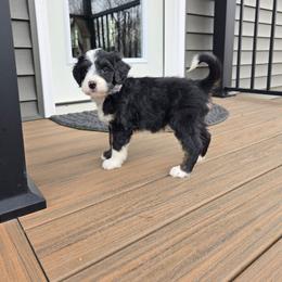 Rusty - Tri-color male Bernedoodle puppy in Holtwood, Pennsylvania from Country Ridge Puppies