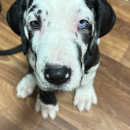Great Dane Puppies from Bright Danes of Texas