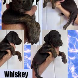Whiskey - Brindle male Great Dane puppy in Wellsville, New York from Prophecy Danes