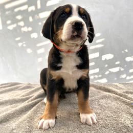Orange - Black, white and red male Greater Swiss Mountain Dog puppy in Pasadena, California from Park Place Swissys