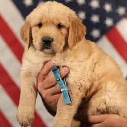Basil - Golden female Golden Retriever puppy in Payette, Idaho from Stonewick Retrievers