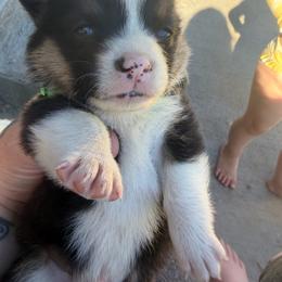 Jimmy - Black and white male American Corgi puppy in Tonasket, Washington from Highland corgis