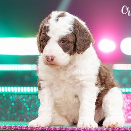 Aussiedoodles, Bordoodles, Goldendoodles, and Sheepadoodles from Crooked Creek Doodles and Poodles