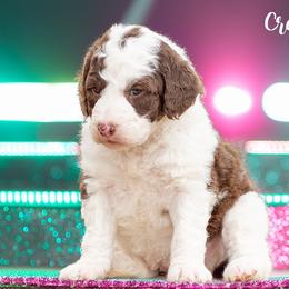 Aussiedoodles, Bordoodles, Goldendoodles, and Sheepadoodles from Crooked Creek Doodles and Poodles