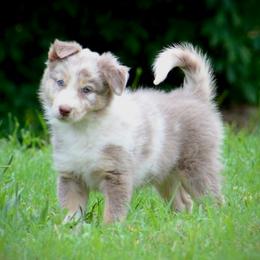 Eli - Lilac merle male Border Collie puppy in Wolfe City, Texas from Shining C Border Collies