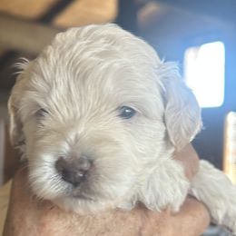 Olaf 2 week old - Silver male Cockapoo puppy in Crawford, Colorado from Saddle Mountain Doodles