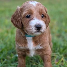 Beau - Red  male Goldendoodle puppy in Palm Harbor, Florida from Macis Golden Doodles