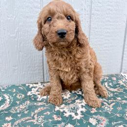 Puppy 8 - Apricot female Irish Doodle puppy in Bloomfield, Iowa from Schooley Doodles
