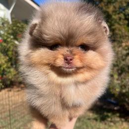 Girl 1 - Chocolate merle female Pomeranian puppy in Newalla, Oklahoma from Classy Poms