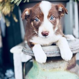 Latch x Lassie - Girl 3 - Red and white - White and red female Border Collie puppy in Minden, Iowa from Rocking N Registered Border Collies & Labradors