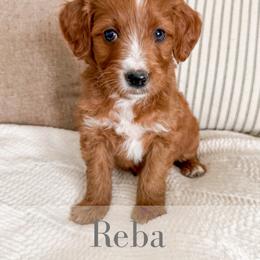 Reba - Red  female Goldendoodle puppy in Melba, Idaho from KZ Doodles