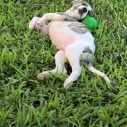 Whippet Puppies from Phoenix Whippets