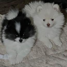 Pomeranian and Pomsky Puppies from Capital Poms & Pomskies