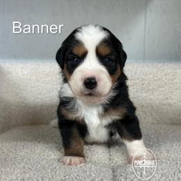 Boy 2 Banner - Black tri male Miniature Australian Shepherd puppy in Bristow, Iowa from Pine Ridge Toy and Mini Aussies