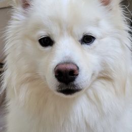Pomskies from Earth Angels