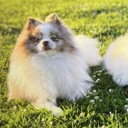 Pomeranians from Mimi DelReal