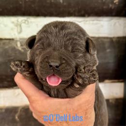 Ash - Black male Labrador Retriever puppy in Sullivan, Missouri from O’Dell Labs