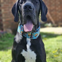 Grudge - Black and white Great Dane puppy in Arlington, Texas from Scoober Danes