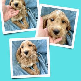 Oakley - Apricot male Irish Doodle puppy in Bluefield, Virginia from Love on a Leash