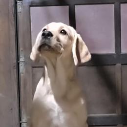 4th Pick Female - Yellow female Labrador Retriever puppy in Andrews, South Carolina from Leyland Cypress Retrievers