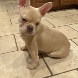 French Bulldog Puppies from QueenBFrenchies