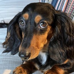 Dachshunds from Matthew's Dachshunds