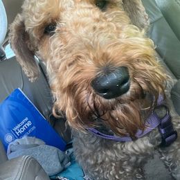 Charlotte - Airedale Terrier