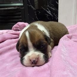 Girl 1 - Fawn female Boxer puppy in Prestonsburg, Kentucky from Bre’s Boxers