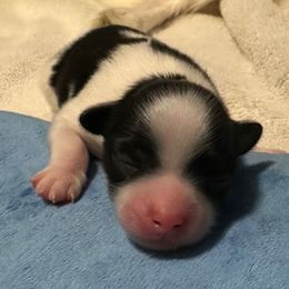 Sebastian - Red white and sable male Papillon puppy in Young, Arizona from Papillons in Arizona