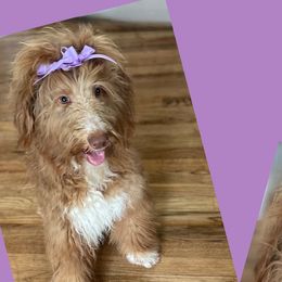 Scarlet - Goldendoodle