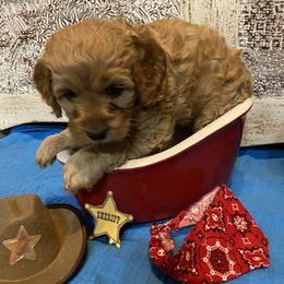 Cockapoo Puppies from Country J Canines