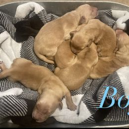Golden Retriever Puppies from Golden Breed