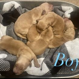 Golden Retriever Puppies from Golden Breed