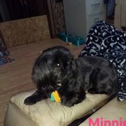 MINNIE - Shih Tzu