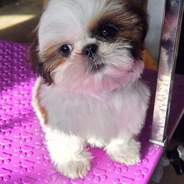 Missy - Red and white female Shih Tzu puppy in Riverside, California from Raincross Shih Tzu