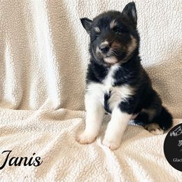 Janis - Black and white female Alaskan Malamute puppy in Kalispell, Montana from Glacier Malamutes