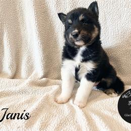 Janis - Black and white female Alaskan Malamute puppy in Kalispell, Montana from Glacier Malamutes