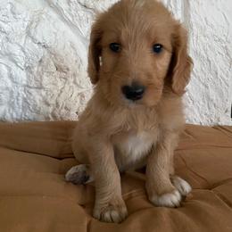 Blonde boy(Coast) - Cream male Goldendoodle puppy in Daphne, Alabama from Daphne Doodles