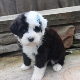 Almeida - Black and white female Havanese puppy in Hamptonville, North Carolina from Alabama Havanese Kennel Tidewater Kennel