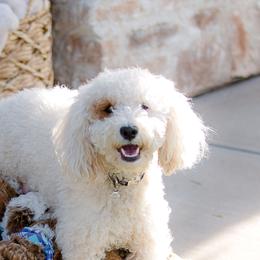 Leia - Poodle