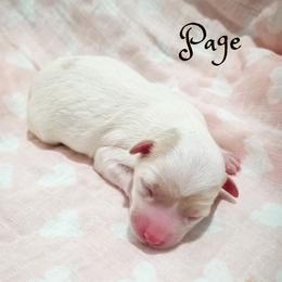 Page - Parti female Goldendoodle puppy in Cleveland, Tennessee from Edgewater Doodles & Designer Pups