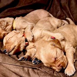 Golden Retriever Puppies from Rowan Retrievers