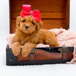 Ava - Red  female Goldendoodle puppy in North Carolina from NC Doodle Puppies